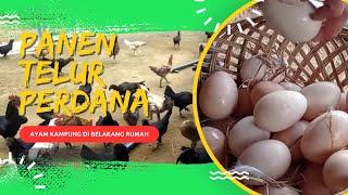 Panen Telur Ayam Kampung dari Kandang Umbaran Sederhana di Belakang Rumah Idaman AA