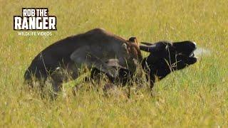 Lions Catch A Buffalo In Long Grass  Maasai Mara Safari  Zebra Plains