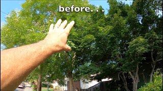 Pruning Trees before and after