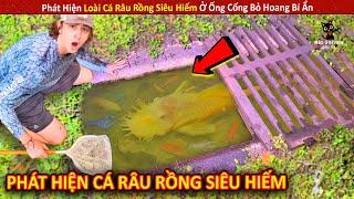 Phát Hiện Loài Cá Râu Rồng Siêu Hiếm Ở Ống Cống Bỏ Hoang Bí Ẩn  Review Giải Trí Đời Sống