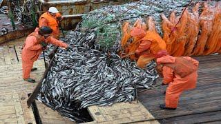 The Most Advance Net Fishing On the Sea - Processing Line Cutting & Cleaning Fish on the Boat