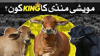 Karachi Maweshi Mandi VLog 2023  Cattle Market Karachi Nights  Cow Mandi  Raftar