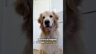 Esse não é um comercial de colchão... mas poderia  #cachorro #petlover #pets