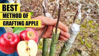 How to graft an apple tree  Grafting apple  apple Grafting technique