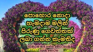 Mal wagawaපොහොර නොදමා මල් ගන්න පුළුවන් ශාක හදුනාගමු