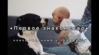 Стаффорд реакция собак на малышей #стаффорд#амстафф