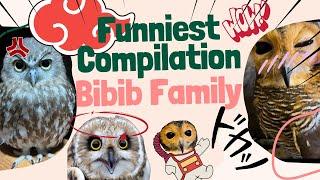 Funniest Compilation Bibib the Owl part 4
