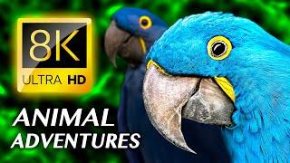 ANIMAL ADVENTURES The Amazing Animal Kingdom 8K VIDEO ULTRA HD #8K