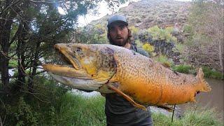 BIGGEST FISH I’VE EVER SEEN..  State Record Tiger Trout