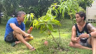 Tasting of Nebula Mango and Dwarf Tree Management with Richard and Thiago Campbell