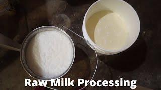 From Cow to Fridge- WHAT to do with all the milk and HOW I process it from the cow to the fridge