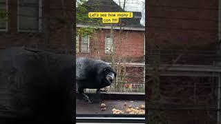 #crow stuffs himself with  peanuts Solo fills up at the feeder #birds #wildlife