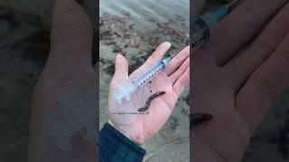 Inflating a Worm with Air to Catch Fish #shorts #fishing