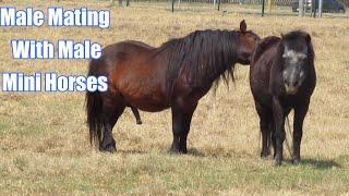 Male Mini Horse Mating With Another Male Mini Horse Strange