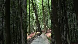 60 seconds of solitude. #asmr #nature #birds #forest #deutschland