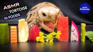 ASMR EATING 10 FOODS MUKBANG  Turtle Tortoise 142