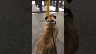 Boerboel Greeting Her Owner at the  Shopping Centre  #shortsfeed #boerboel #shortsbeta