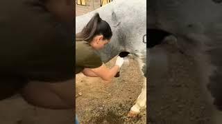 Meating horse with girl#viralshortes #viralvideo#shortes