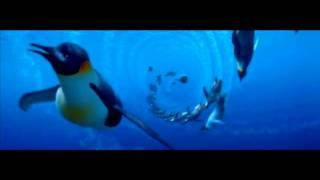 Penguins Swimming