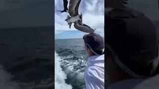 Feeding Birds  At High Sea  And THIS  Happenned