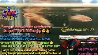 Bocoran Burayak Hasil Cross Breeding Wild Betta Imbellis x Plakat Double Tail Usia 38 Hari..