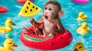 KiKi Monkey challenge with Watermelon Ice Cream Swimming Pool with Ducklings  KUDO ANIMAL KIKI