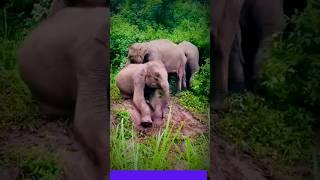 GAJAH BANYAK TINGKAH KEPLESET LUCU #gajah #fyp #elephant #videolucu #videosfunny #shortsvideo #viral