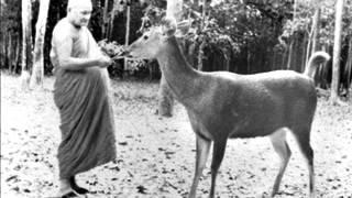 Ajahn Chah -  Clarity Of Insight