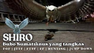 Burung hantu dengan banyak skill  Bubo sumatranus  Shiro