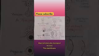 Macromolecules transport across the membrane. full article link.. check on comments section. #shorts