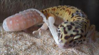 レオパの脱皮 Leopard Gecko Shedding