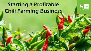 Starting a Profitable Chili Farming Business Uganda in 2023