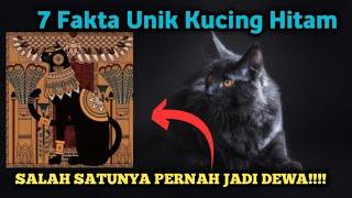 Fakta Unik Kucing Hitam Jadi Dewa Di Mesir