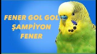 Muhabbet Kuşu Konuşturma - Fener Gol Gol  Şampiyon Fener Öğretme