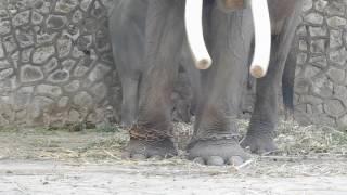 The elephant is chained by both legs in Mangkang Zoo Semarang