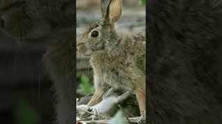 Rabbit or hare do you know the difference? #naturepbs #rabbit #hare