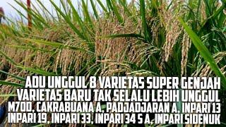 Perbandingan 8 Varietas Padi Super Genjah Mana Paling Superior?