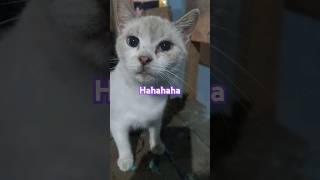 Kucing lucu buat konten tidak lucu #cat #funny#funnycats#catlover #comedyvideos#lovecat #funnyshorts