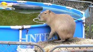 Dobby the Capybara - Diving Demonstration