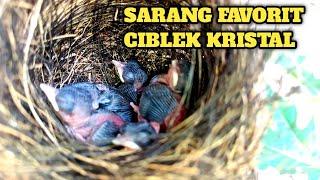 Ternak Ciblek Kristal Dalam Kandang Aviary Mini Sangat Cepat Bersarang Dan Bertelur 