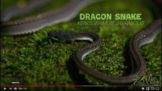 Dragon Snake Zilla Beyond The Glass - Episode 9