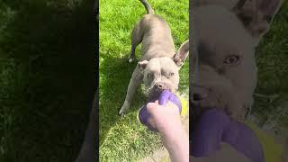 Staffie having fun