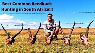 Best Reedbuck Hunting in South Africa 4K