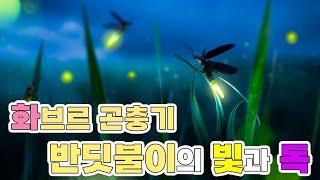 화브르 곤충기 반딧불이의 빛과 독에 대한 화학 이야기