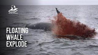 This Is Why You Should Never Touch A Floating Whale