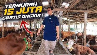 Sapi Qurban Termurah 15 Juta Full Fasilitas Segala Jenis Sapi Ada Gratis Ongkir Jabodetabek