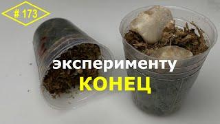 # 173 ОРХОЭКСПЕРИМЕНТ Уцененные азиатские орхидеи вышли из эксперимента…