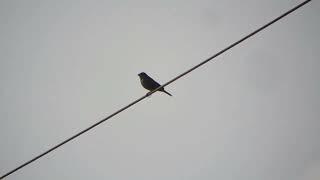 corn bunting