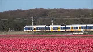 Tulips and Trains in Holland