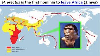 Homo erectus Sensu Lato and Sensu Stricto